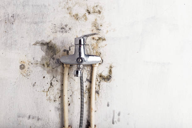 Best Mold Testing  in Key Vista, FL