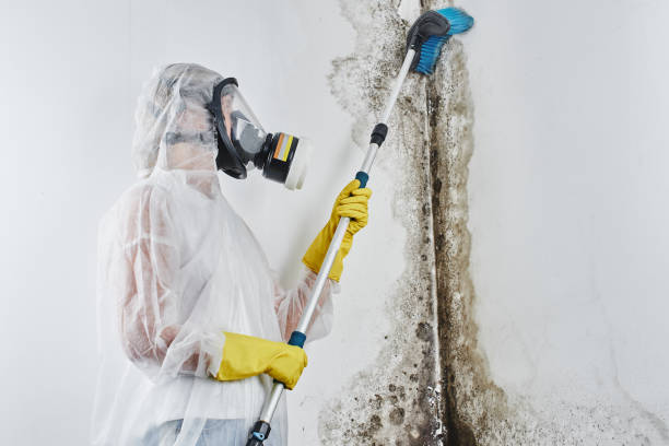 Best Local Mold Removal Service  in Key Vista, FL