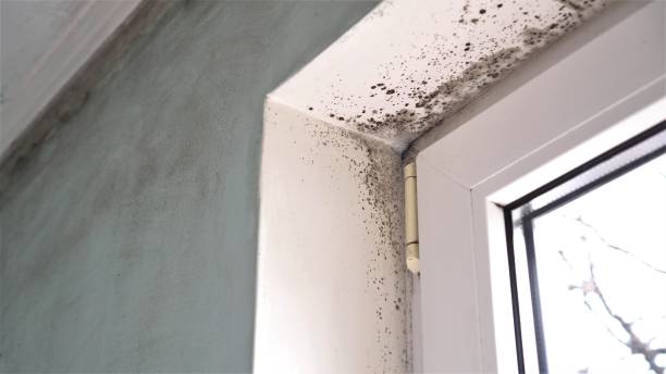 Best Local Mold Removal Service  in Key Vista, FL