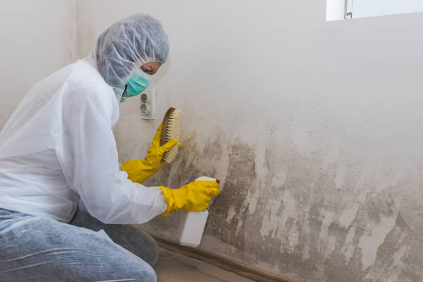 Best Crawl Space Mold Removal  in Key Vista, FL