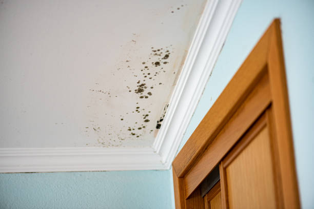 Best Toxic Mold Removal  in Key Vista, FL