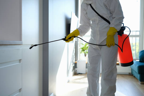 Best Mold Remediation  in Key Vista, FL