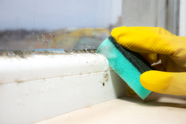 Best Mold Cleaning Services  in Key Vista, FL