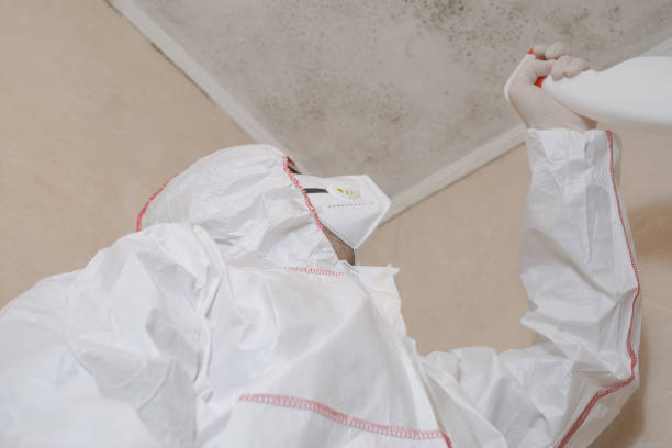 Best Mold Cleaning Services  in Key Vista, FL