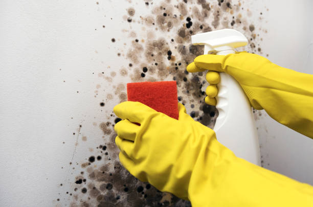 Best Mold Removal Company Near Me  in Key Vista, FL