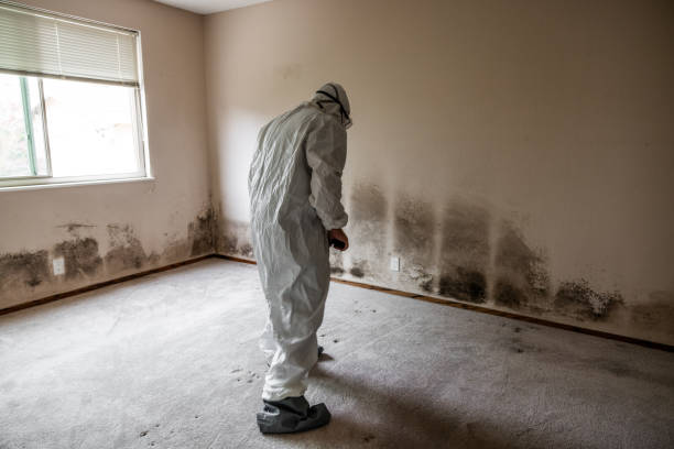 Best Office Mold Removal Services  in Key Vista, FL