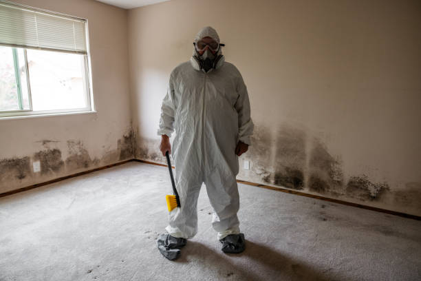 Best Mold Damage Repair  in Key Vista, FL