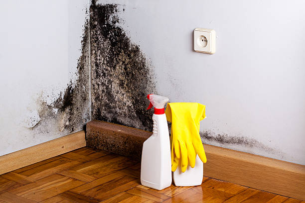 Best Home Mold Removal  in Key Vista, FL