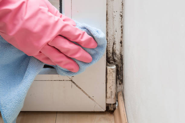 Mold Removal and Inspection in Key Vista, FL